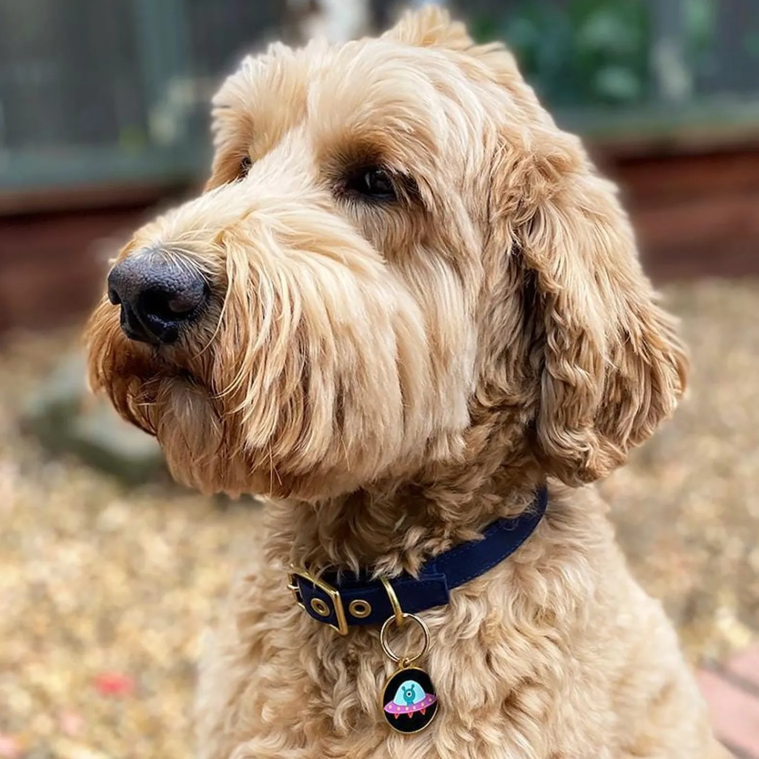 Close Encounter Enamel Pet Charm^Erstwilder Clearance